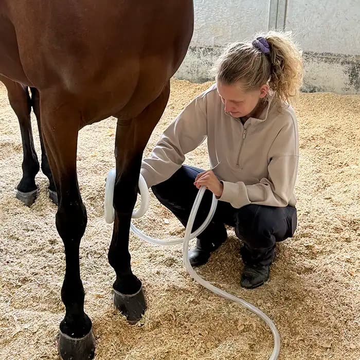 Magnawave therapy session with a horse
