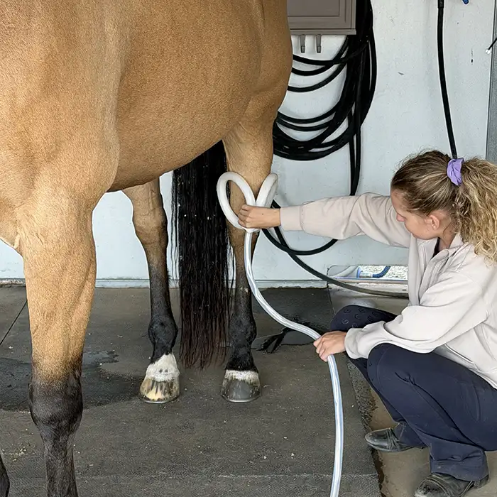Equine PEMF therapy treatment