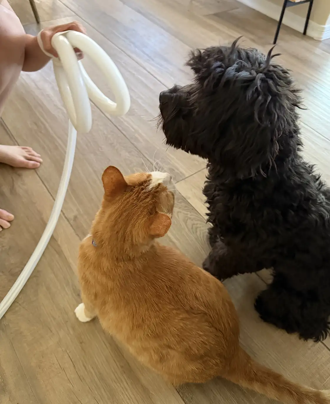 Magnawave therapy session with a small animal