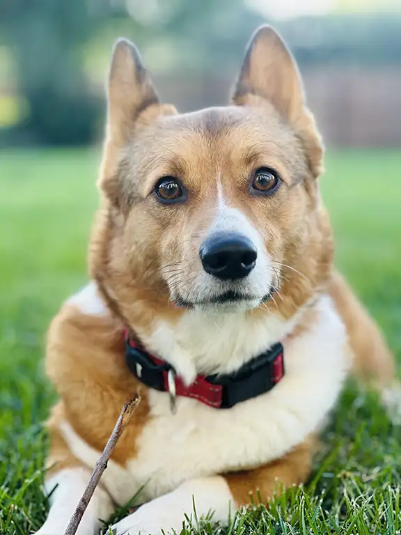 Happy pet relaxing at home